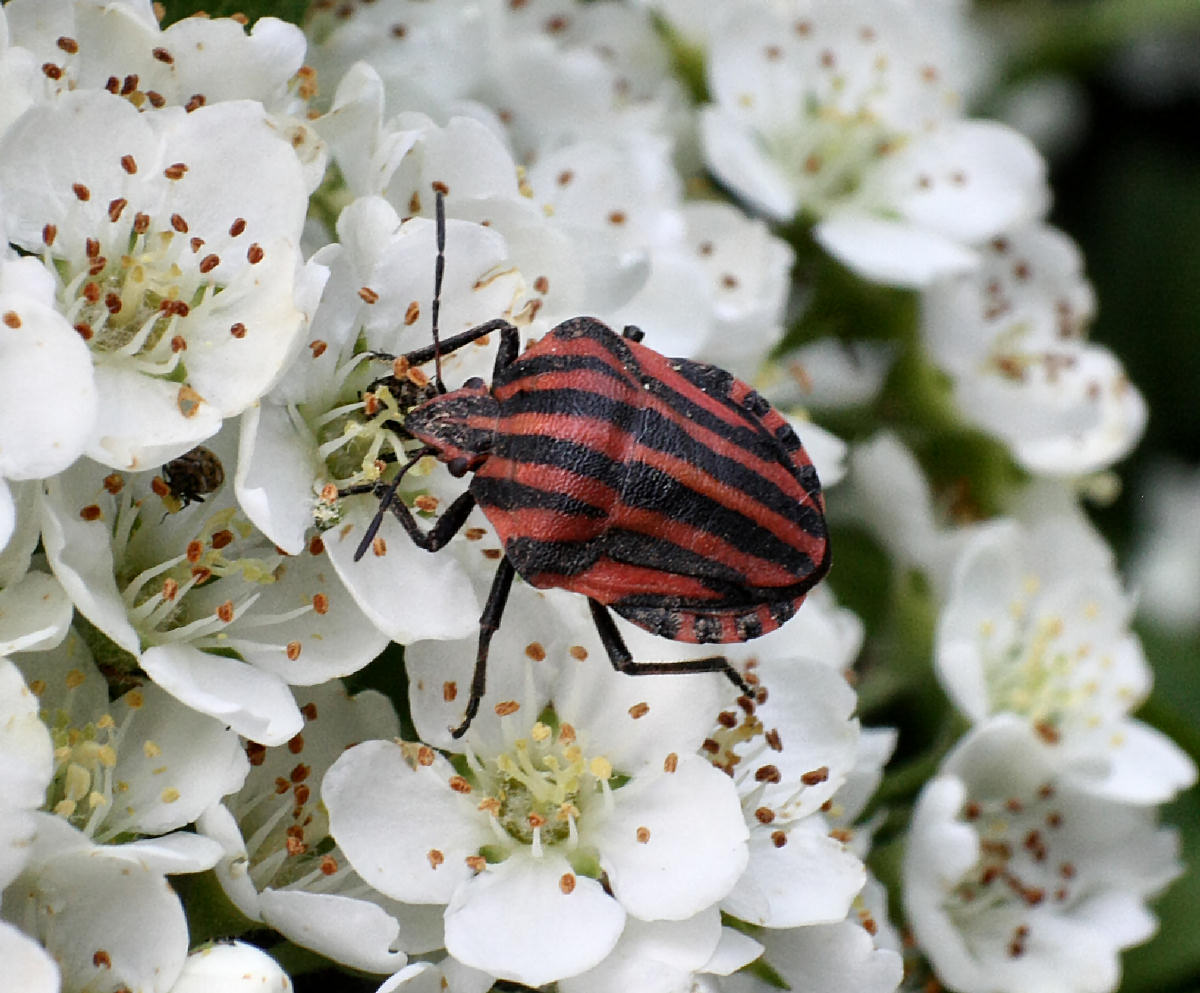 Pentatomidae: Graphosoma lineatum italicum della Lombardia